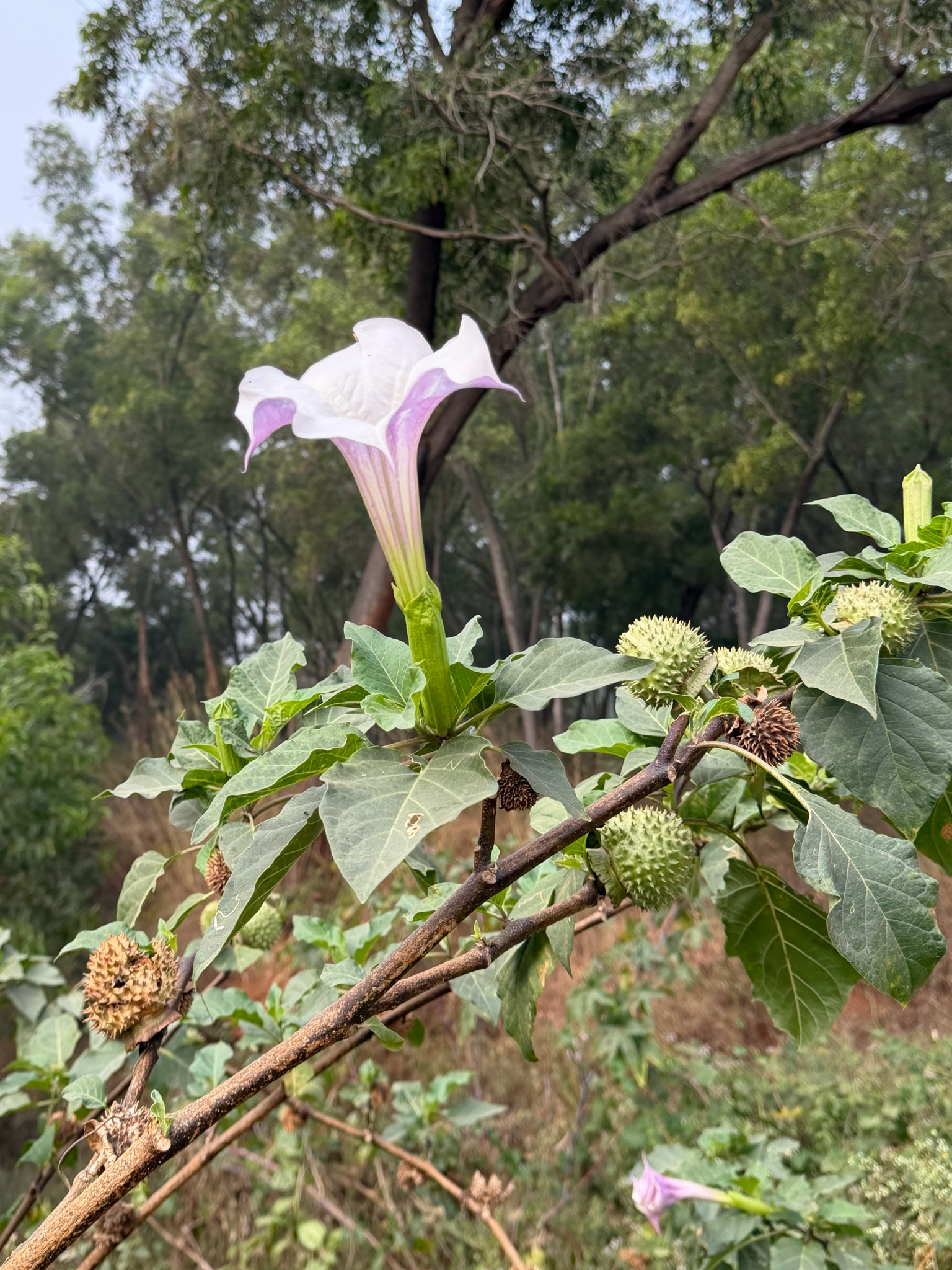 Estramonio