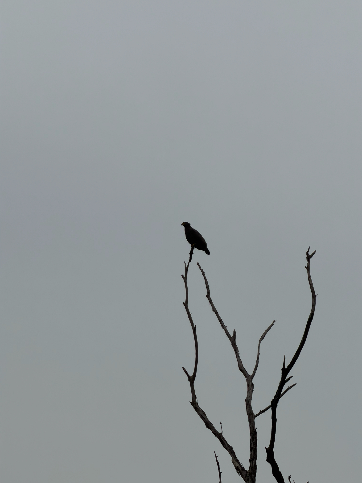 Crested Serpent Eagle (Spilornis cheela), photo 8