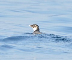 Synthliboramphus antiquus