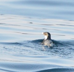 Synthliboramphus antiquus