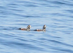 Histrionicus histrionicus