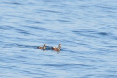 Histrionicus histrionicus