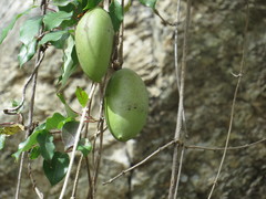 Amphilophium paniculatum