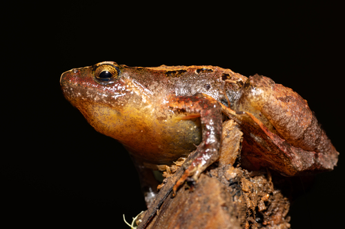 Microhyla pulchella