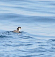 Synthliboramphus antiquus