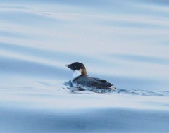 Synthliboramphus antiquus