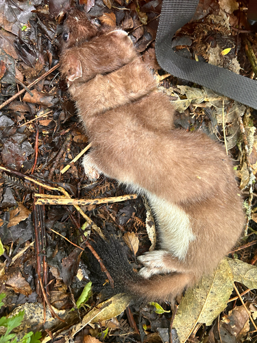 Stoat observed by naomipw
