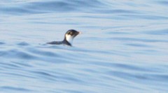 Synthliboramphus antiquus