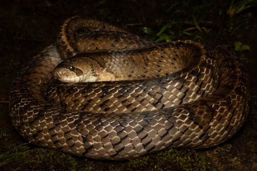 Oligodon tuani