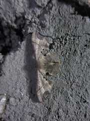 Uraniidae