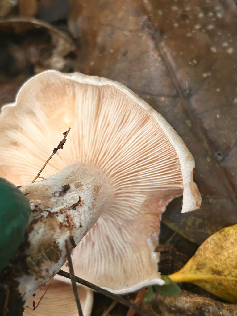 Clitocybe nebularis · January 2026 · photo: © naomipw (iNaturalist, cc-by)