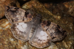 Noctuana lactifera