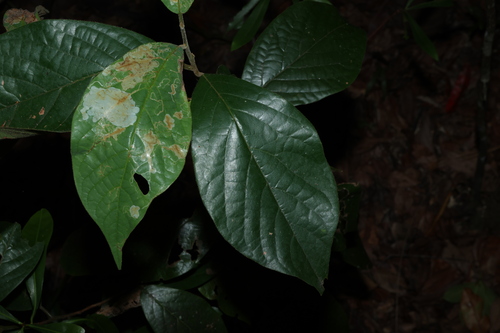 Big leaf Bollywood (Litsea leefeana)