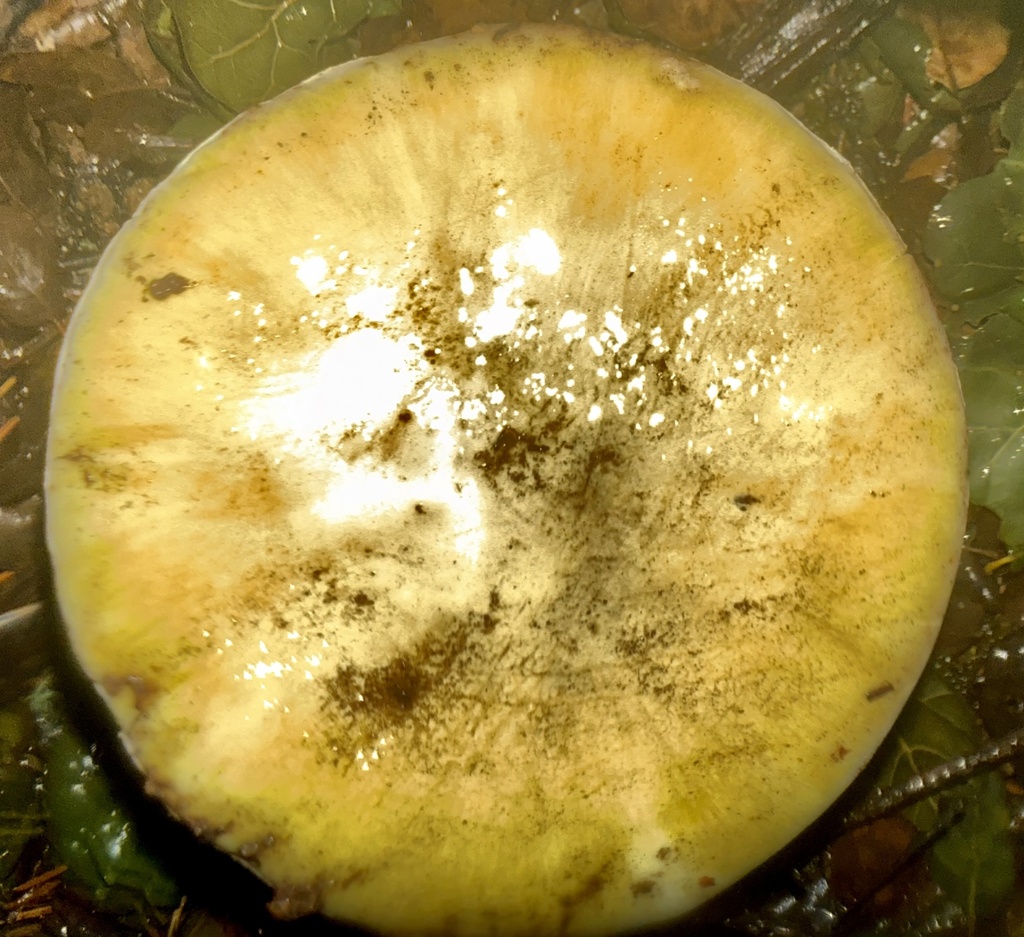Amanita phalloides · January 2026 · photo: © hllrnnr (iNaturalist, cc0)