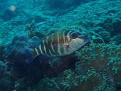 Lethrinus erythropterus