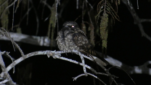 Eastern Whip-poor-will observed by almansa