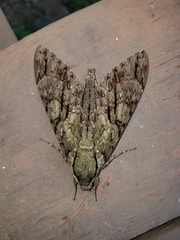 Cocytius lucifer