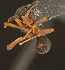 Cyphomyrmex