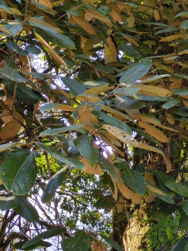Rianj Oak (Quercus lanata)
