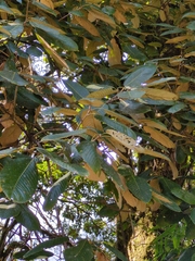 Quercus lanata