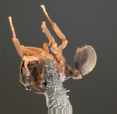 Cyphomyrmex