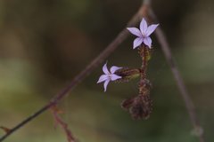 Plumbago pulchella