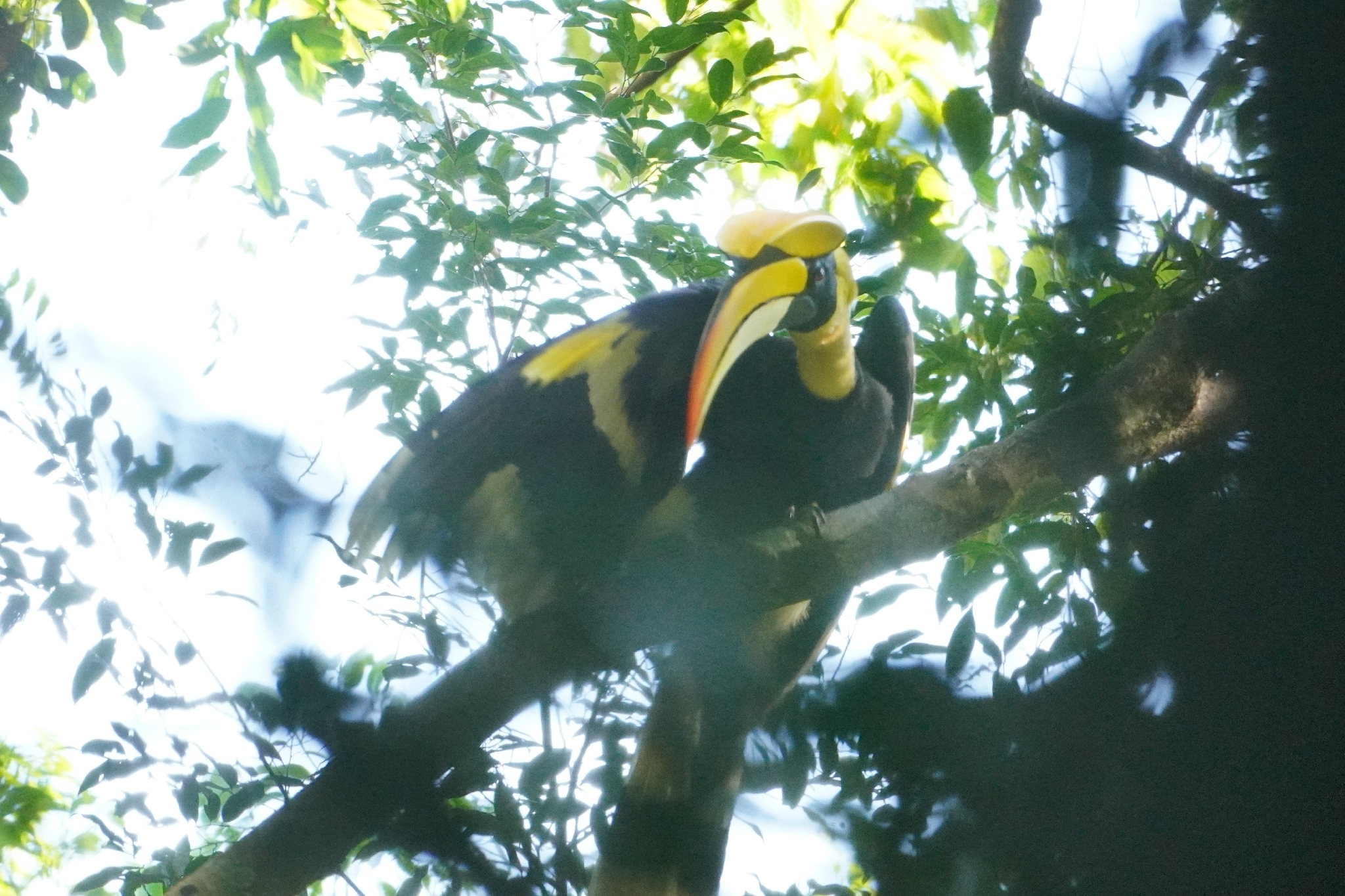 Great Hornbill (Buceros bicornis), photo 4