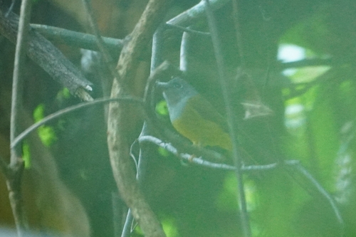 Grey-headed Canary-flycatcher (Culicicapa ceylonensis), photo 10