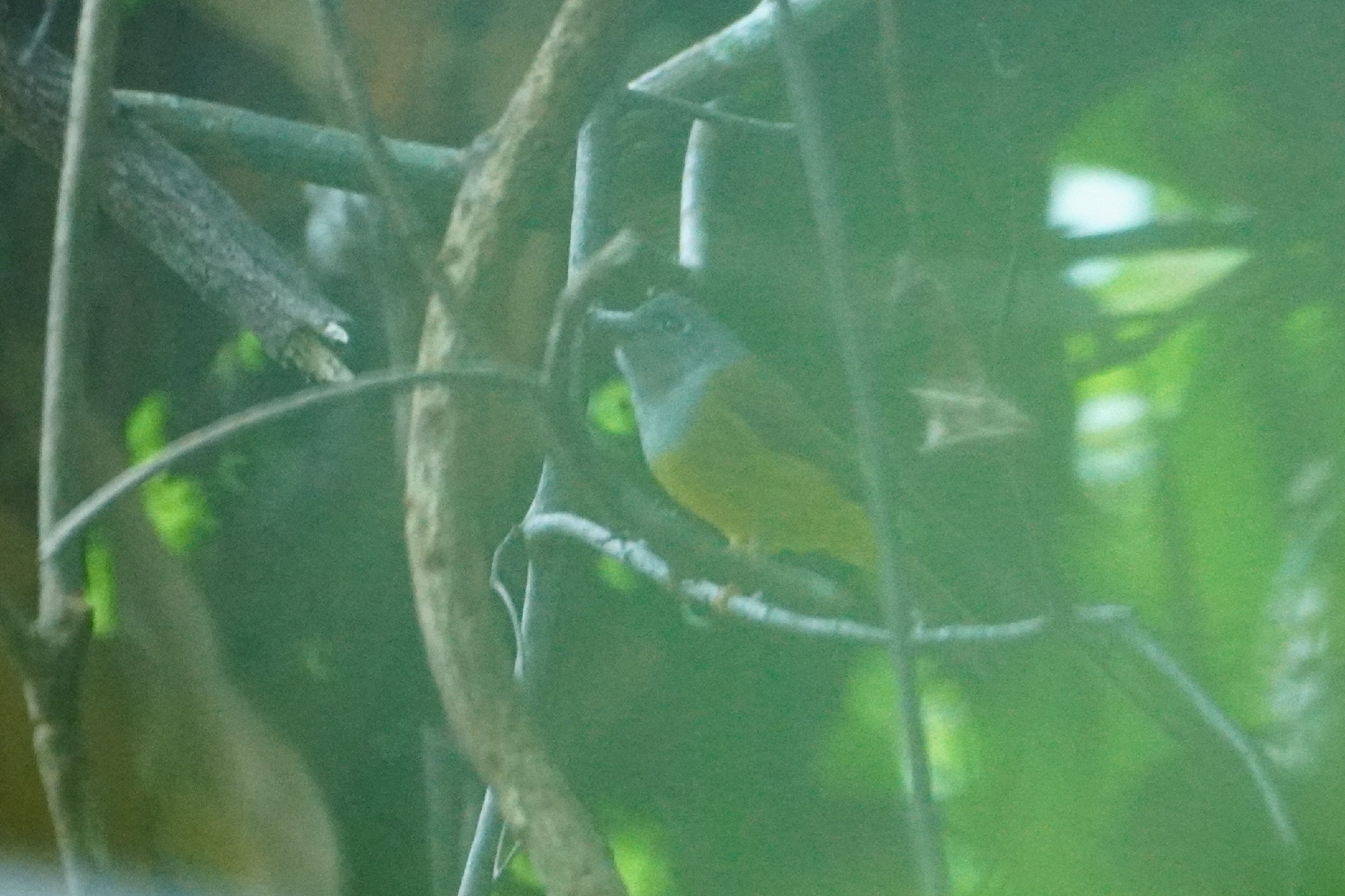 Grey-headed Canary-flycatcher (Culicicapa ceylonensis), photo 3