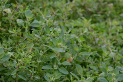 Chenopodium karoi