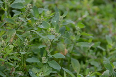 Chenopodium karoi