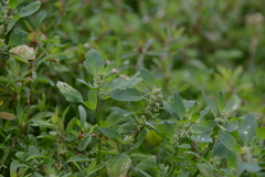 Chenopodium karoi