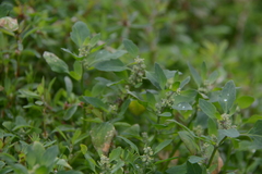 Chenopodium karoi