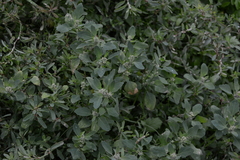 Chenopodium karoi