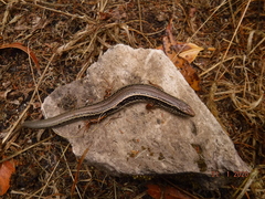 Ctenotus labillardieri