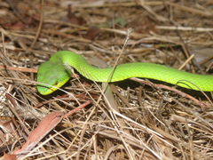 Trimeresurus insularis