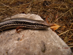 Ctenotus labillardieri