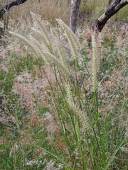 Cenchrus pedicellatus