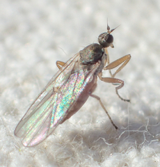Tachydromiinae