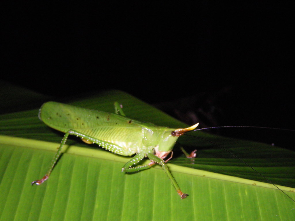 Oxyprora curvirostris
