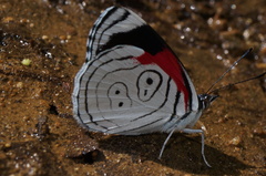 Diaethria anna