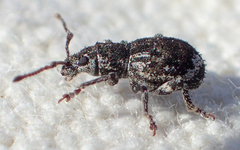 Paraptochus variegatus