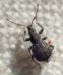 Paraptochus variegatus