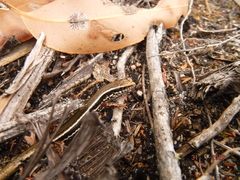 Ctenotus labillardieri