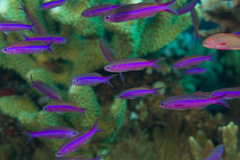 Luzonichthys waitei