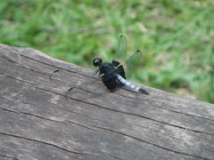 Erythrodiplax unimaculata