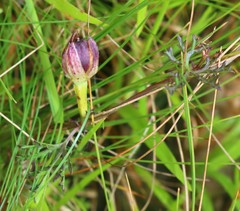 Ipomoea diversifolia