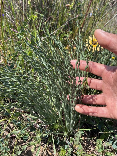 Hairy Kukumakranka (Gethyllis ciliaris)
