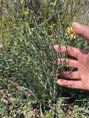 Gethyllis ciliaris