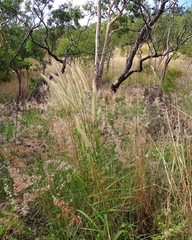 Cenchrus pedicellatus